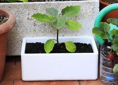 Huertos Ecológicos Low-Cost. Usar el EPS para plantar tus Verduras y Hortalizas